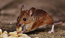 24-hour-pest-control Experts in Ruston